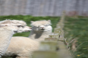 Weiße Schafe in der Nähe eines hölzernen Zauns mit unscharfen Pflanzen im Hintergrund.