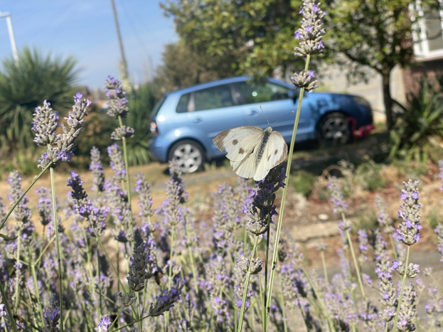 Blauer Wagen vor einem Lavendelfeld mit einer weißen Schmetterlings auf einer Blume, Hintergrund enthält Bäume, Pfosten und ein unscharfes Gebäude.
