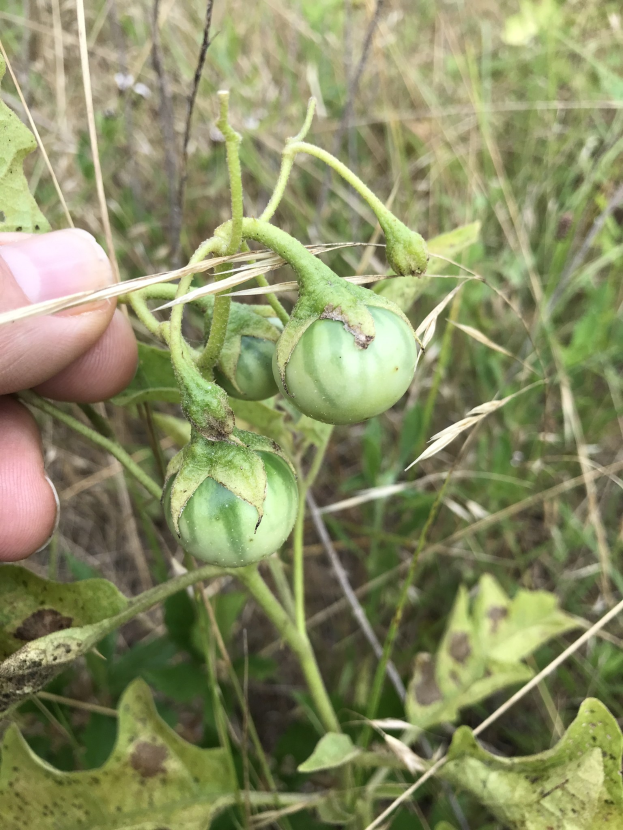 Grüne Tomaten an einer Pflanze mit sichtbarer Mehltauinfektion, gehalten von einer Person mit der linken Hand, mit Gras und Pflanzen im Hintergrund.