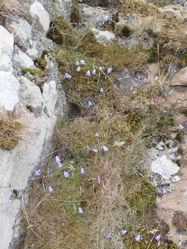Eine felsige Hügellandschaft mit zerklüfteten Felsen, saftig grünem Gras und kleinen leuchtend violetten Blumen, wahrscheinlich Glockenblumen, die auf dem Berghang wachsen.