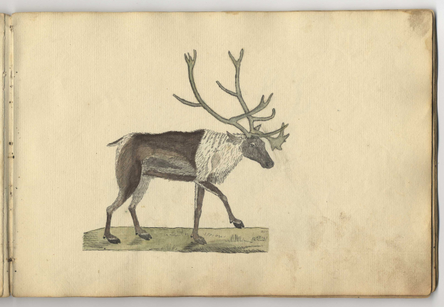 Eine detaillierte Zeichnung eines Rentiers auf einem offenen Buch, das seine Geweihe und sein Fell zeigt.