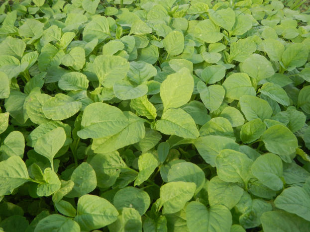 Ein Feld voller grüner, blühender Sojabohnenpflanzen unter einem blauen Himmel.