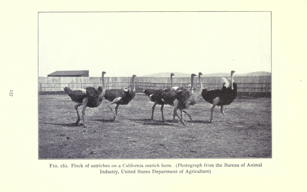 Eine Schar von Straußen steht auf einer Kalifornischen Straußenfarm, mit einem Zaun, Haus und Himmel im Hintergrund.